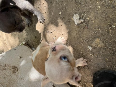 Orjinal a kalite erkek aşılı french buldog yavrular