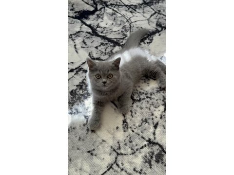 British shorthair 55 günlük dişi