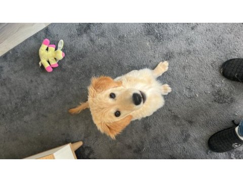 Ücretsiz dişi 5 aylık golden retriever