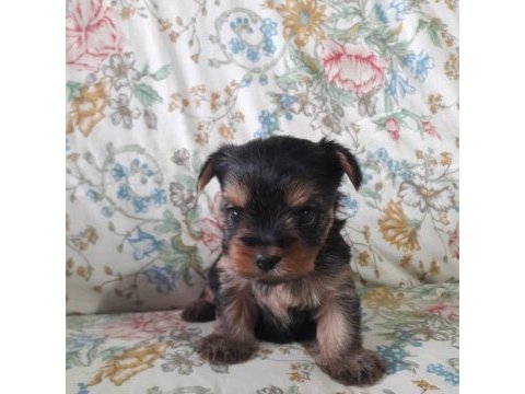 Teacup yorkshire yavrular
