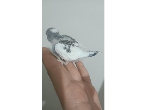 Yeni yeme düşmüş muhabbet kuşu etimesgut