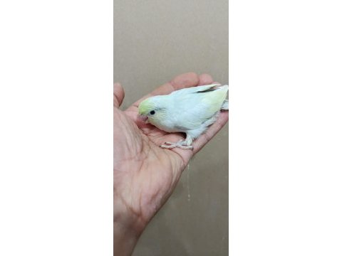 Gökkuşağı dişi turkuaz forpus cep papağanı