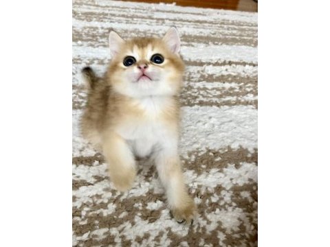 Safkan british shorthair golden erkek yavru