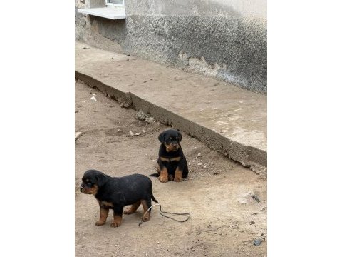 Son 3 erkek koca kafa rottweiler yavrular