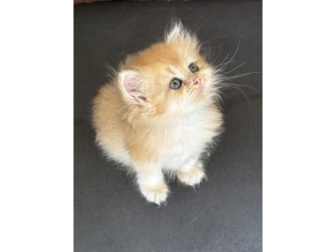 Çok güzel sakin bir erkek kedidir