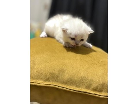 Orijinal british shorthair