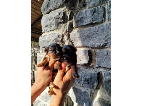 Sevimli yorkie yavrumuz mutluluk getirmeye hazır!