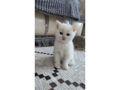 British shorthair kedisi