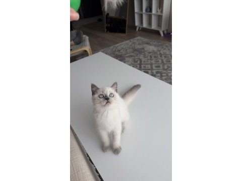 Dişi 3 aylık sağlıklı minnoş oyuncu kedimiz