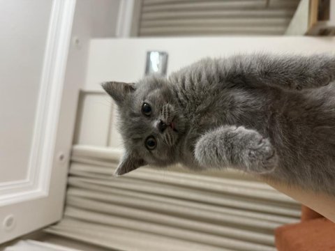 British shorthair bebeklerimize sıcacık yuvalar arıyoruz