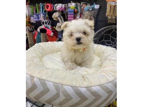 Maltese terrier köpeğimiz