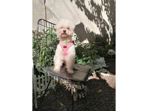 Toy poodle orjinal beyaz