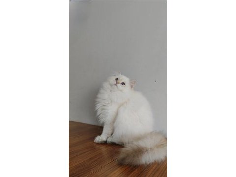 British longhair kızımıza yeni aile arıyoruz