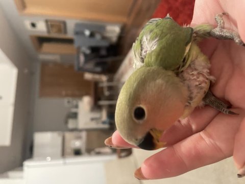 Kendi sevda papağanı yavrularımız