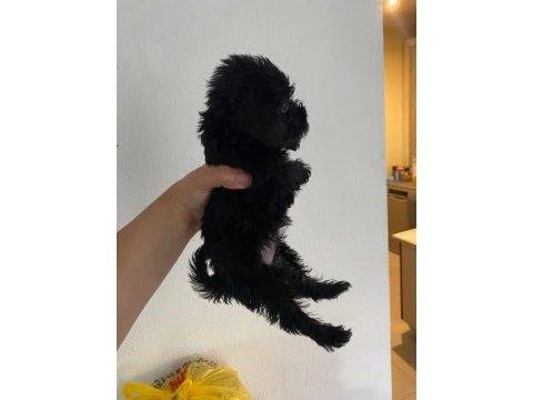 Ev ortamında sevgiyle bakılan maltipoo yavrular