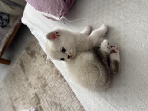 1 aylık yavru british shorthair