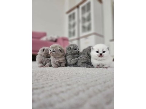 Scottish fold sitenin en iyileri rezerve durumdadır
