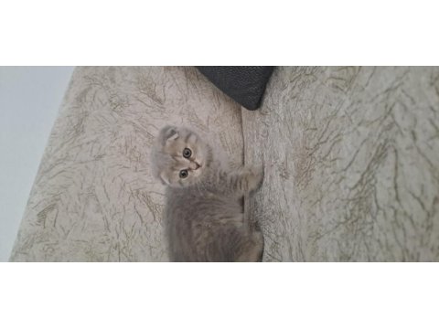 British shorthair ve scottish fold sahiplendirme