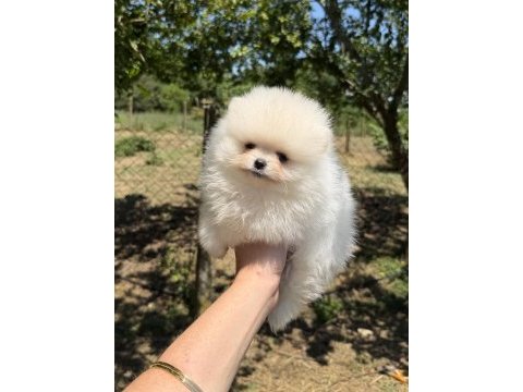 Teacup kusursuz karbeyaz pomeranian boo