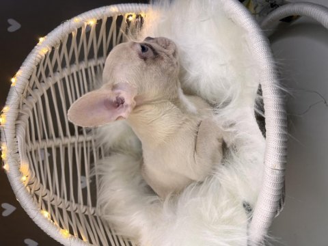 Renkli gözlü exotic french bulldog yavrularım