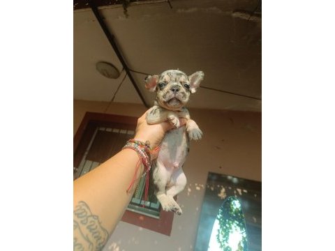 Sevimli french bulldog yavrular