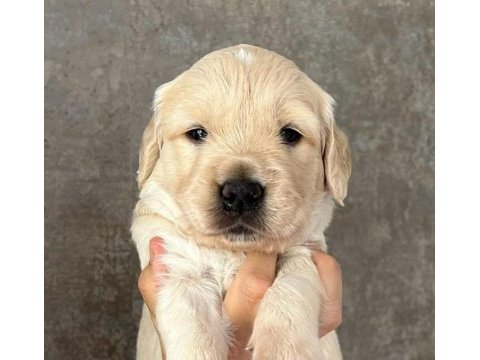 Golden retriever yavruları