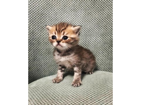 Scottish fold tabby