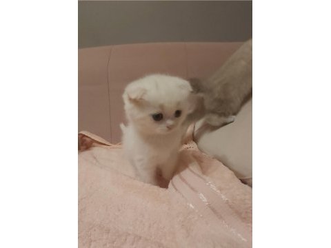 Scottish fold ve british yavrular