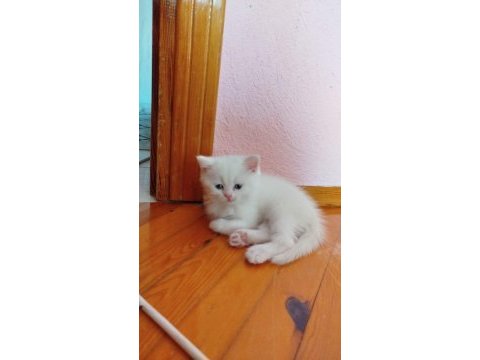 Pamuk british shorthair