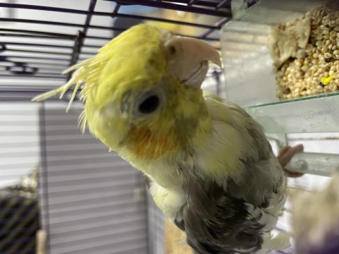 9 aylık erkek pied sultan papağanı