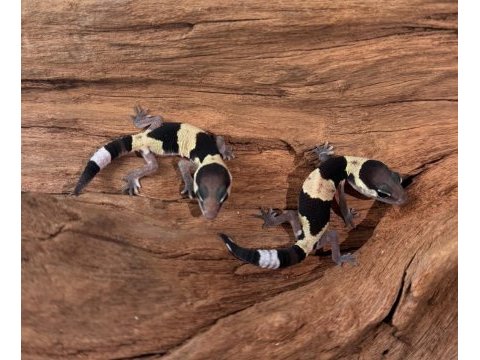 Yavru aft geckolar