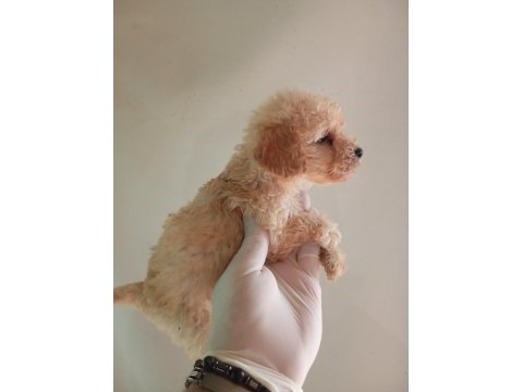 Irk ve sağlık garanti maltipoo yavrularım