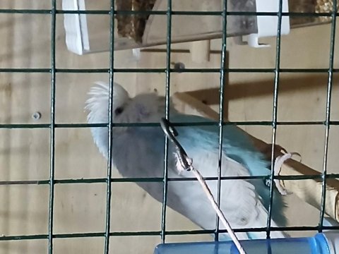 Show jumbo yavru kuşlar