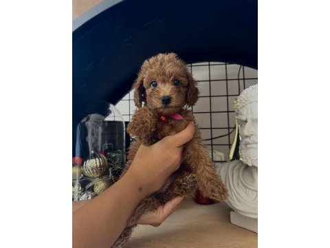 Red brown poodle dişi erkek yavrular