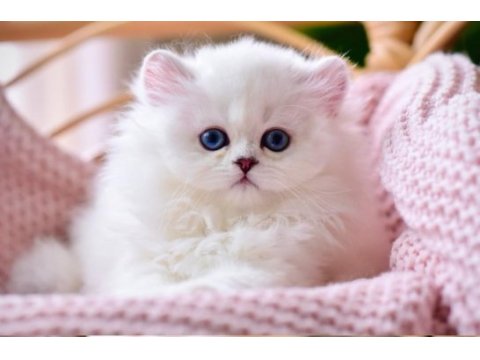 Patili melek silver british longhair yavrumuz