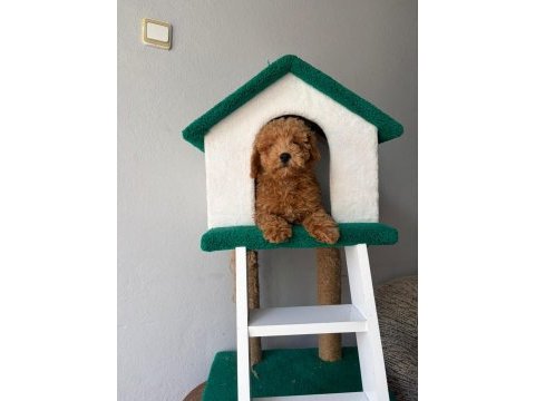Poodle yavrularımız yeni ailerini bekliyor