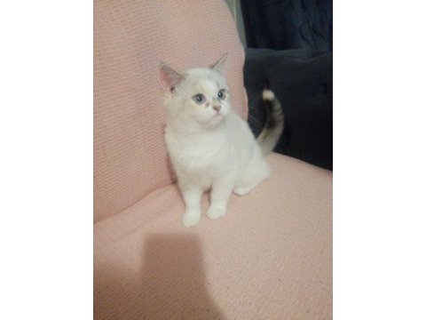 Yavru british shorthair kediler