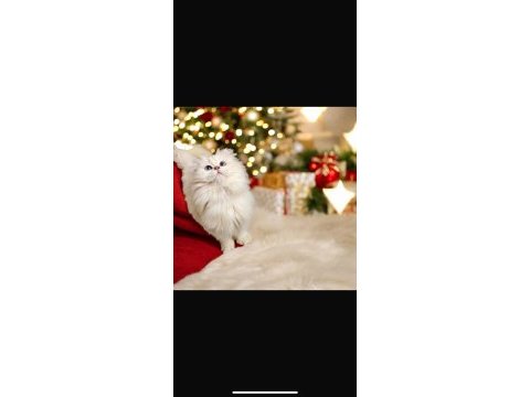 Blh ns1233 erkek british longhair yavrumuz