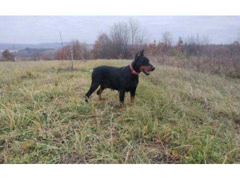 Siyah ve kızıl safkan doberman yavruları