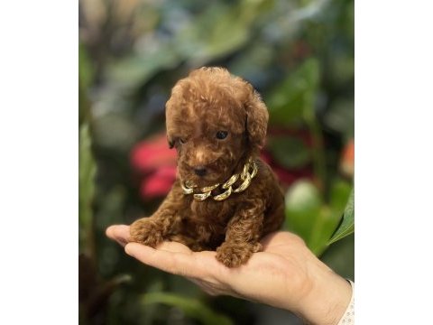 Tedi surat kore 430 gr oyuncak kaniş