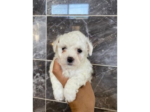 Orjinal kar beyaz bichon frise yavrular 