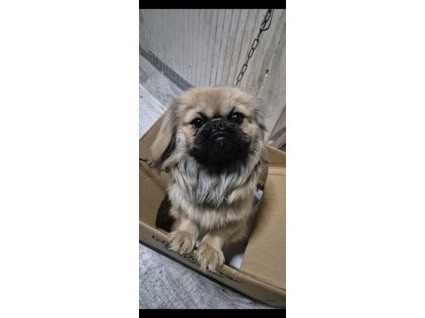 Pekinez dişi köpeğimiz 7 aylık
