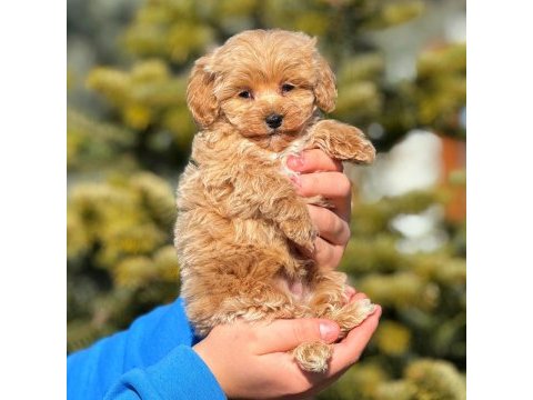 2.5 aylık erkek yavru maltipoo