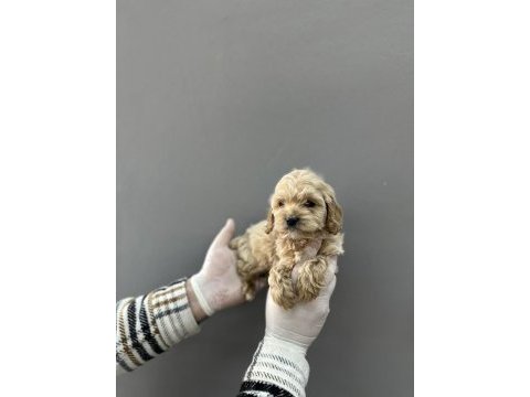 Mini maltipoo yavrular