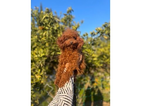 2 ve 9 aylık dişi red brown toy poodle yavrular