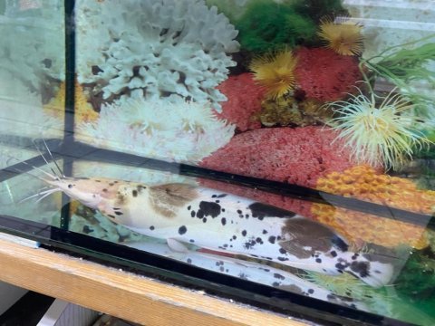 Erkut pet'den benekli clarias kedi balığı