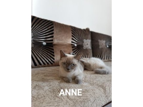 Şecereli british shorthair