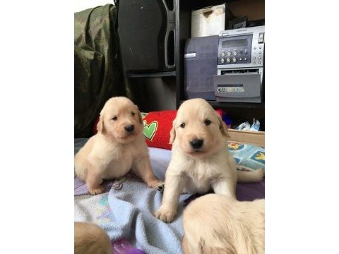 Golden retriever yavrular istenirse kapınıza teslim