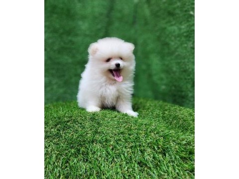 Pomeranian yavrular