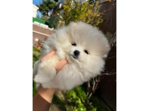 Sevimli pomeranian boo bebekler